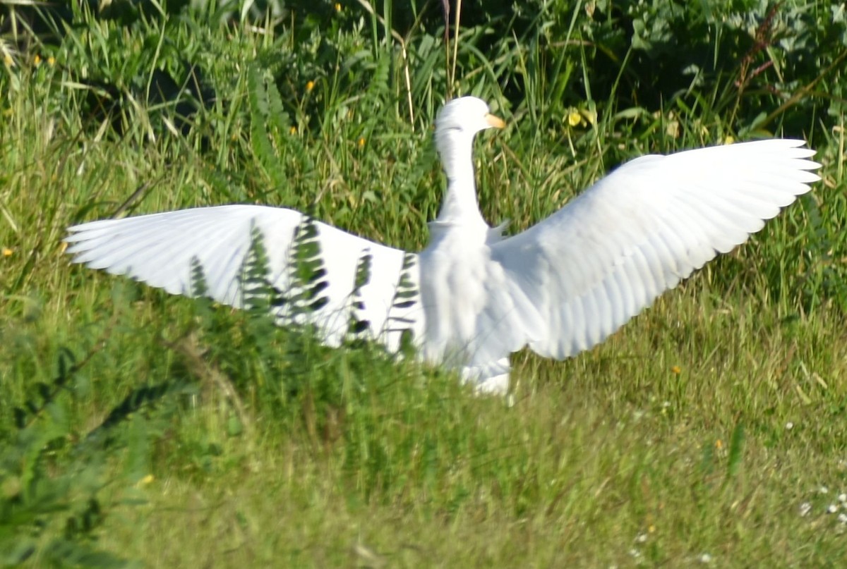 Koartzatxo itzaina - ML647109587