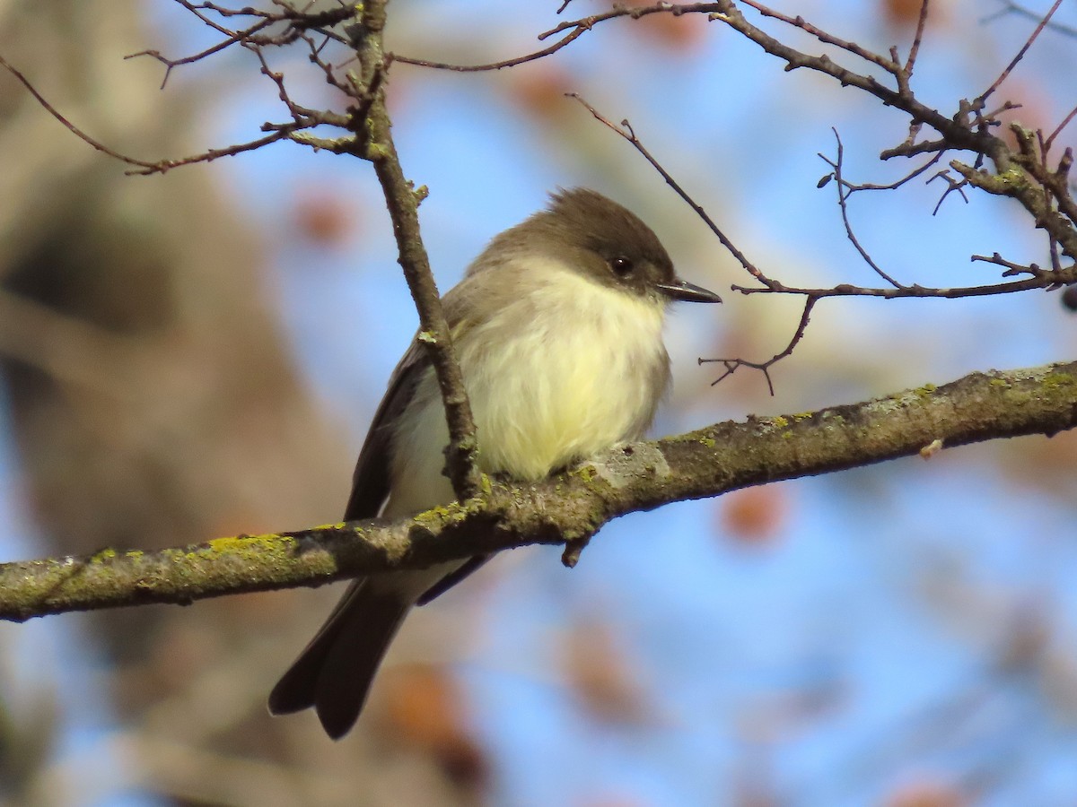Eastern Phoebe - ML647109590