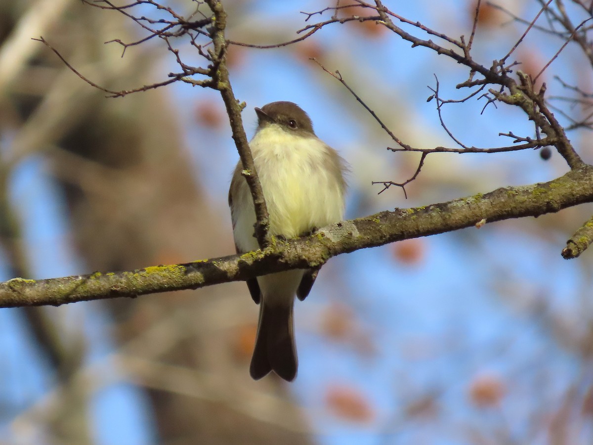 Eastern Phoebe - ML647109591