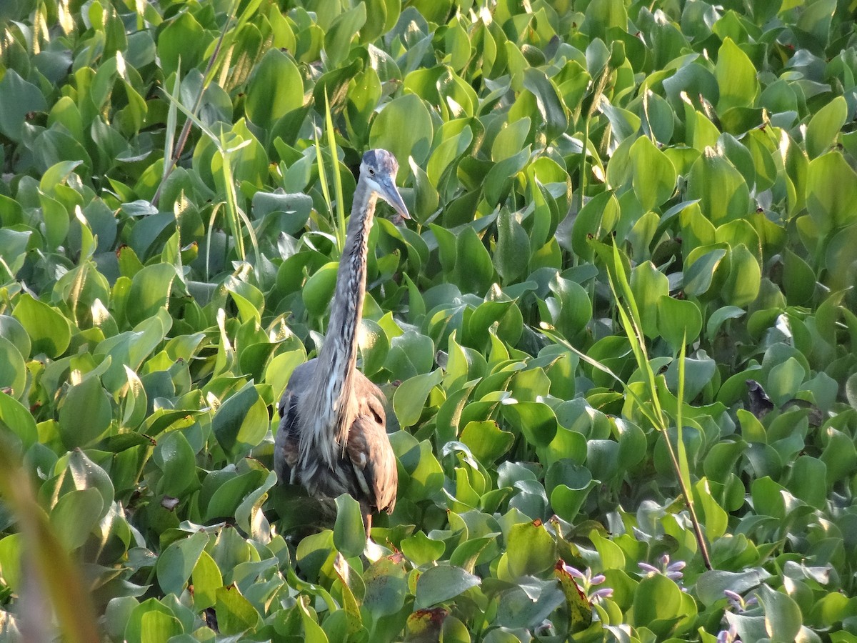 Koartza hauskara amerikarra - ML647109592