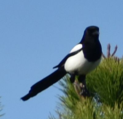 Mika arrunta - ML647109593