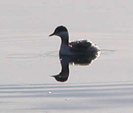 Txilinporta urrebelarria - ML647109600