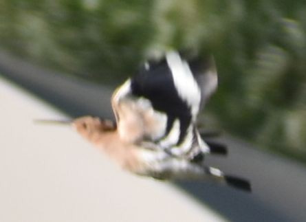 Argi-oilar arrunta - ML647109601