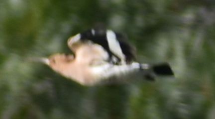 Argi-oilar arrunta - ML647109602