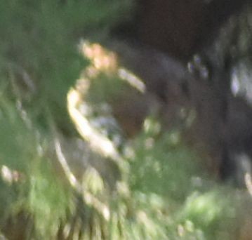 Argi-oilar arrunta - ML647109603