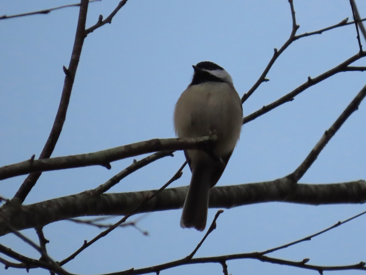 Carolina Chickadee - ML647109604