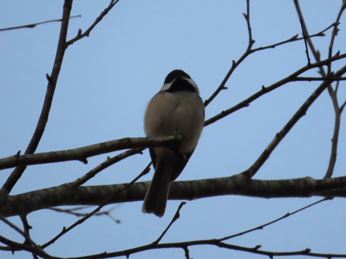 Carolina Chickadee - ML647109605