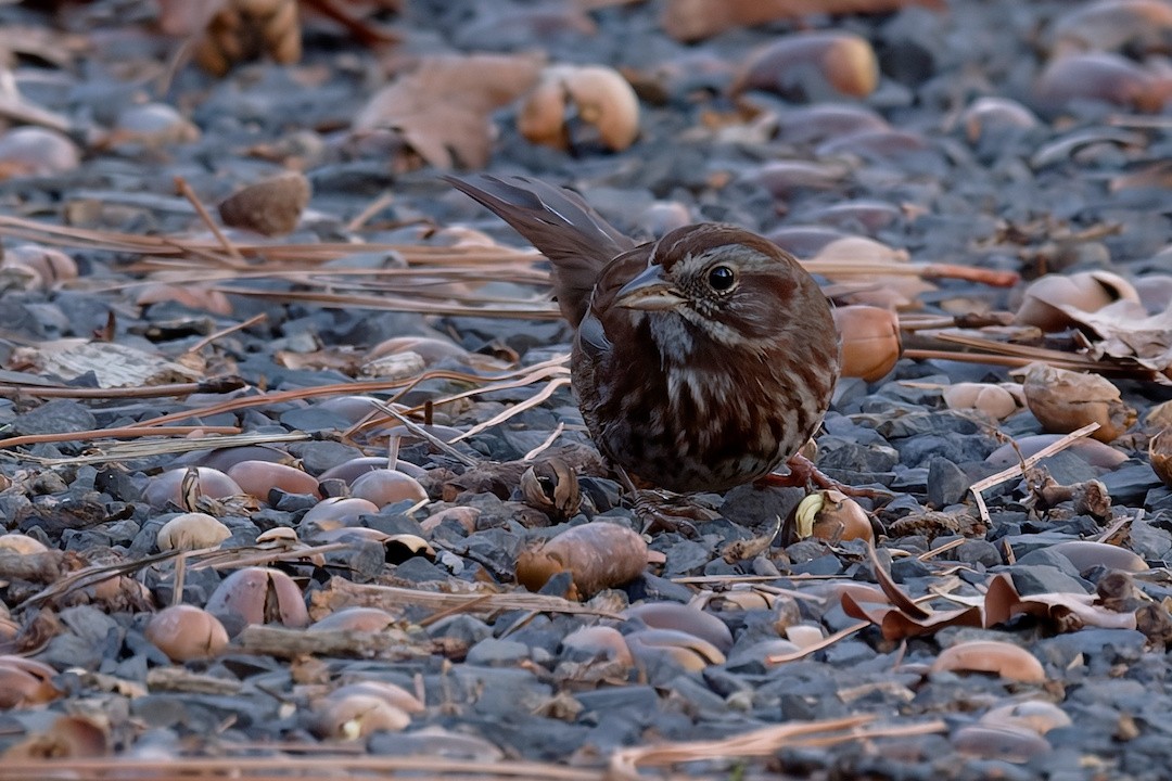 Song Sparrow - ML647109612