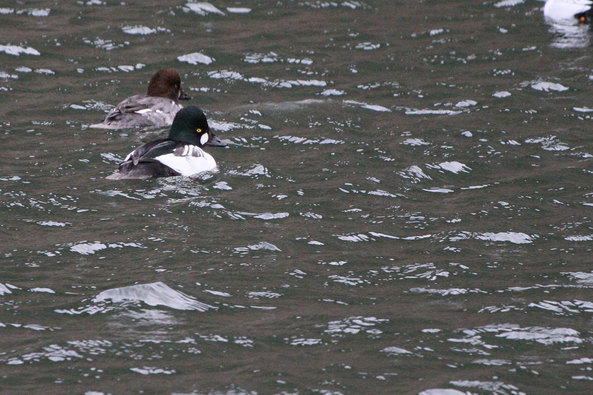 Murgilari urrebegia - ML647109613