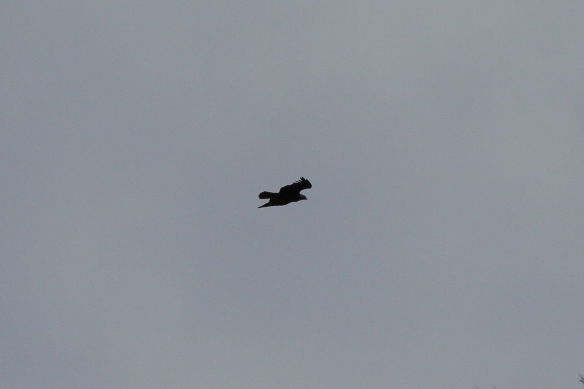 Arrano beltza - ML647109614