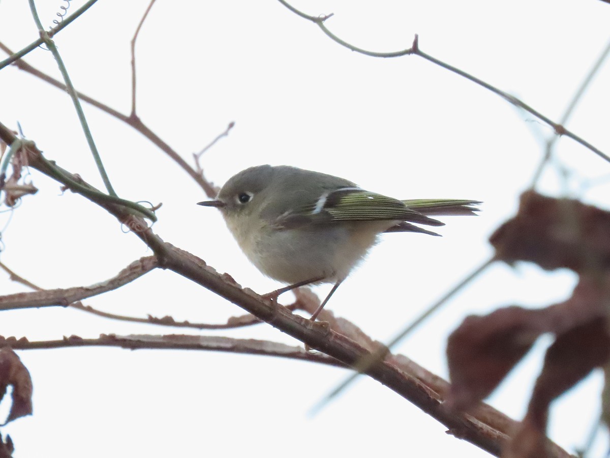 Ruby-crowned Kinglet - ML647109615