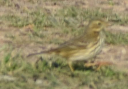 Negu-txirta - ML647109617