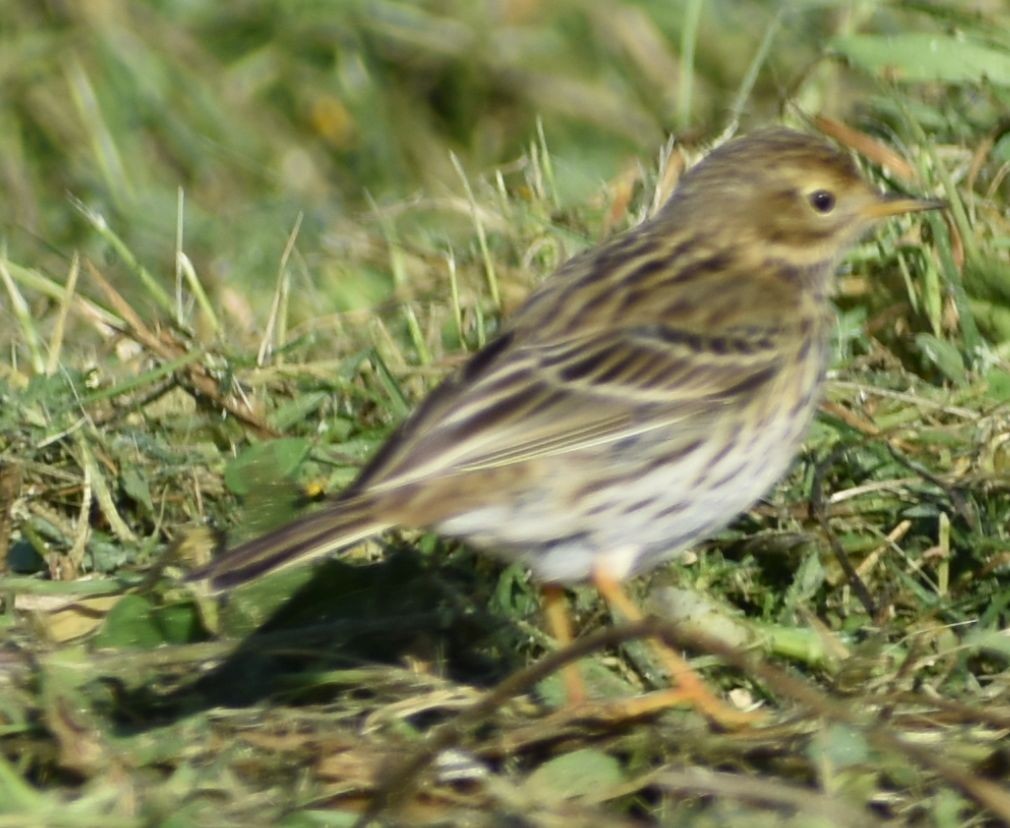 Луговой конёк - ML647109618