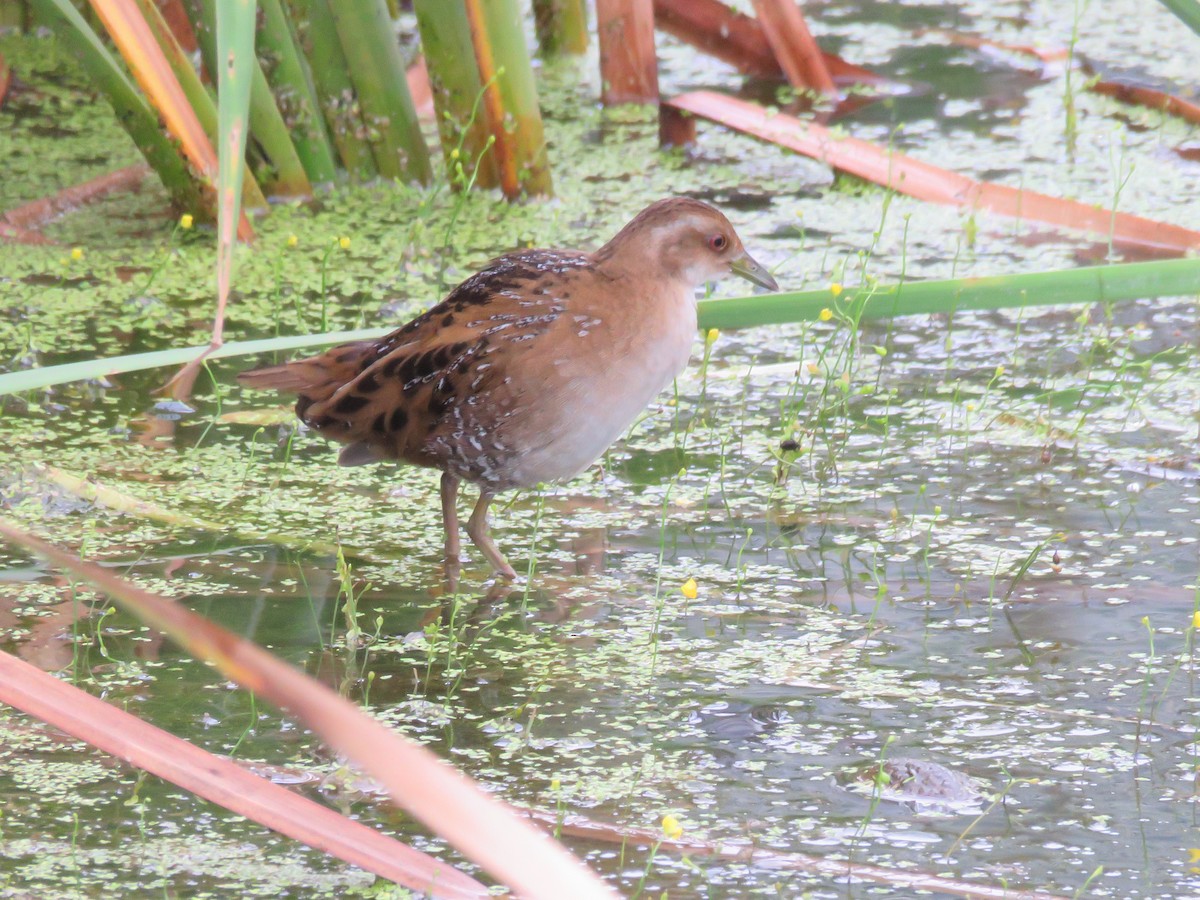 Baillon's Crake - ML647109620