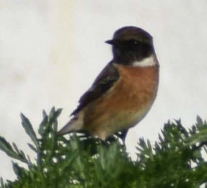 European Stonechat - ML647109621