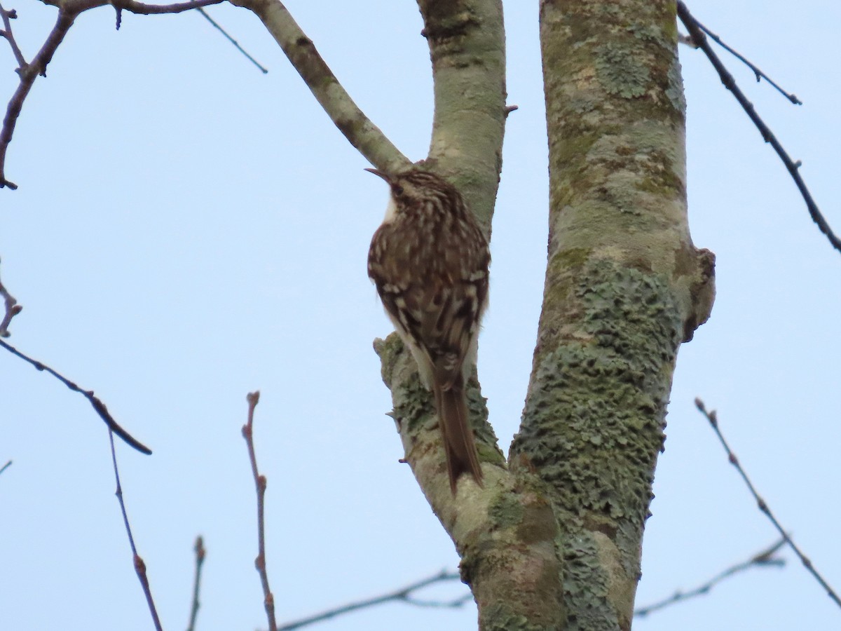 amerikatrekryper - ML647109622