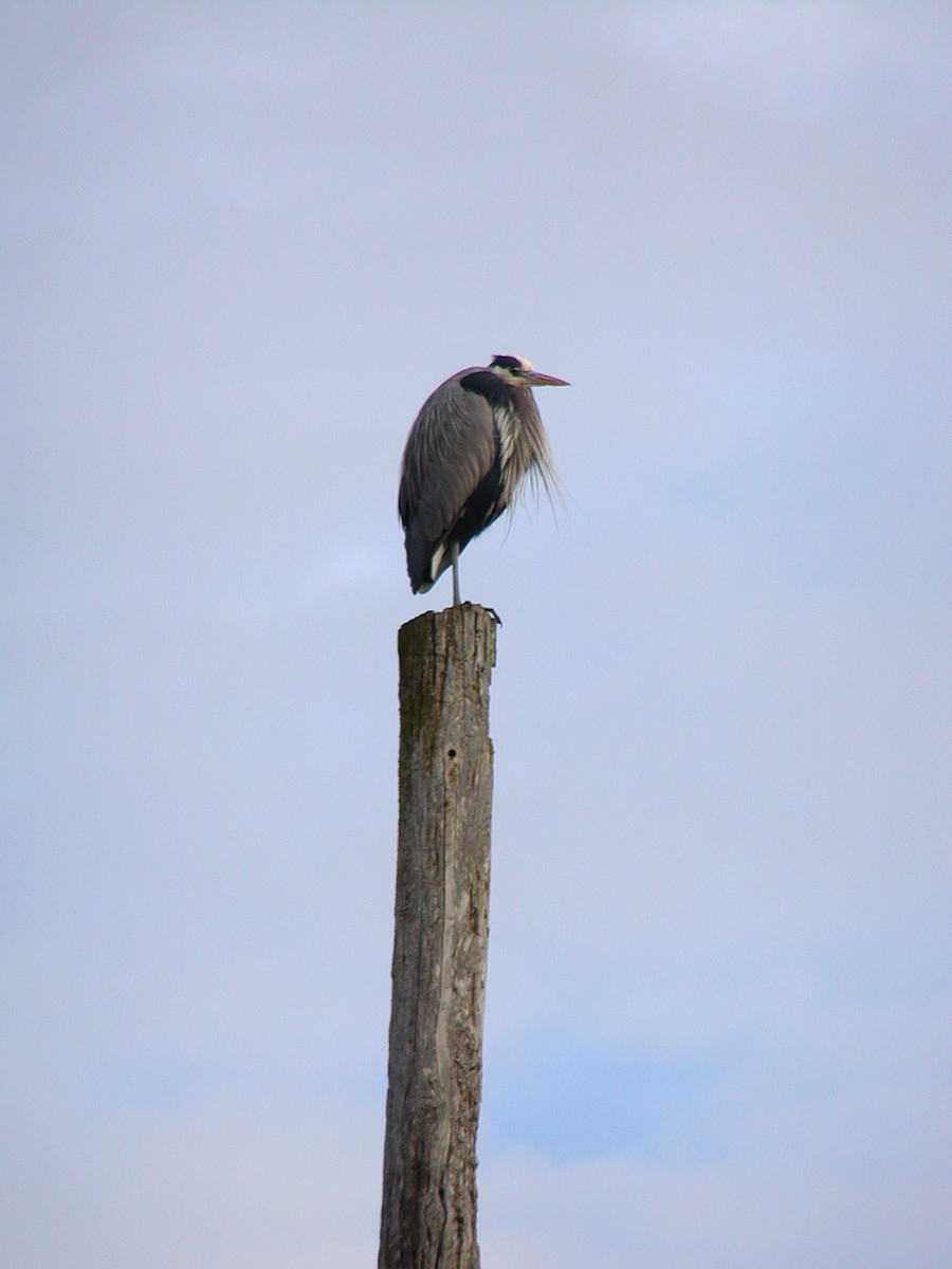 Great Blue Heron (Great Blue) - ML647109625