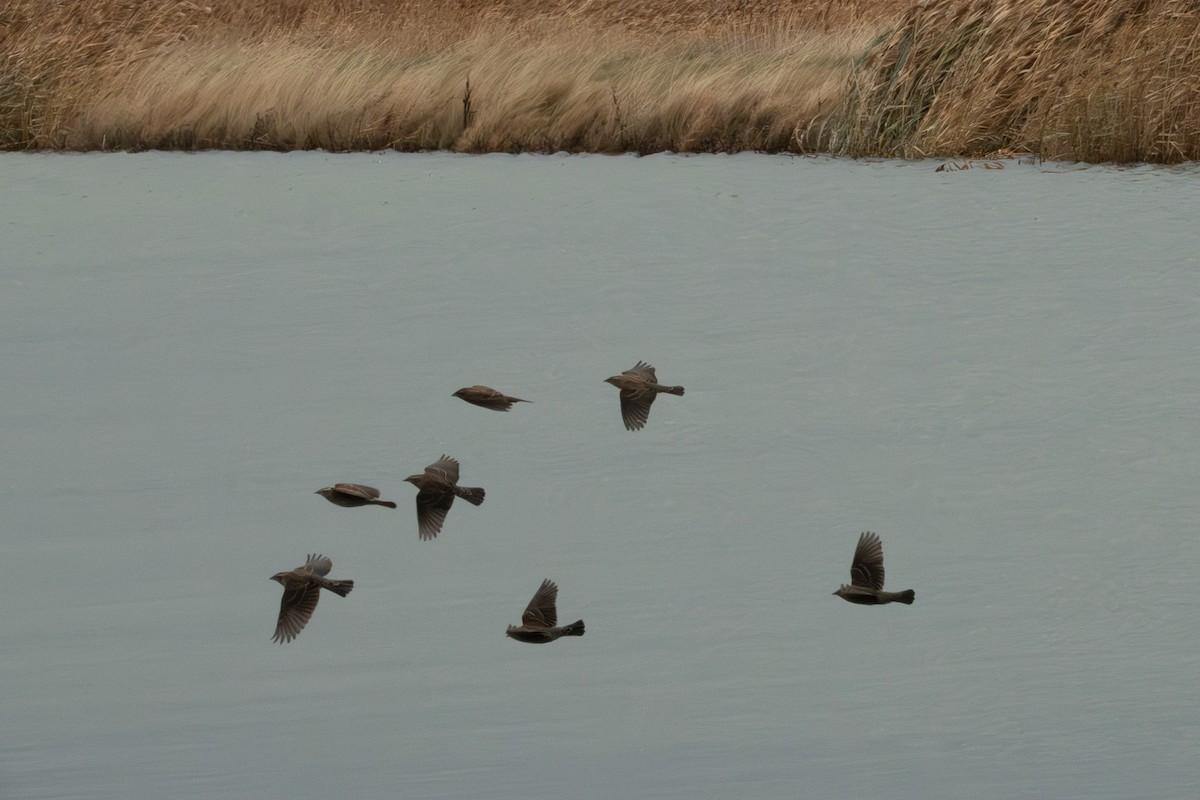 Красноплечий трупиал - ML647109626