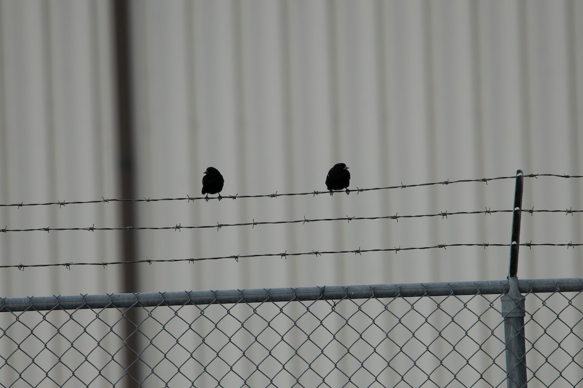 Красноплечий трупиал - ML647109627