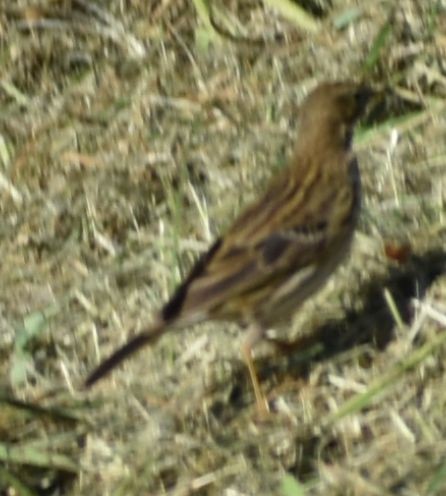 Луговой конёк - ML647109632