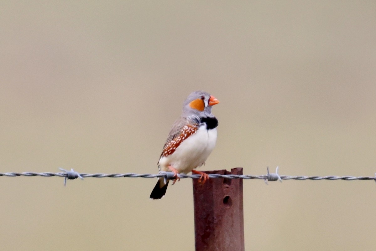 פרושית זברה - ML647109633