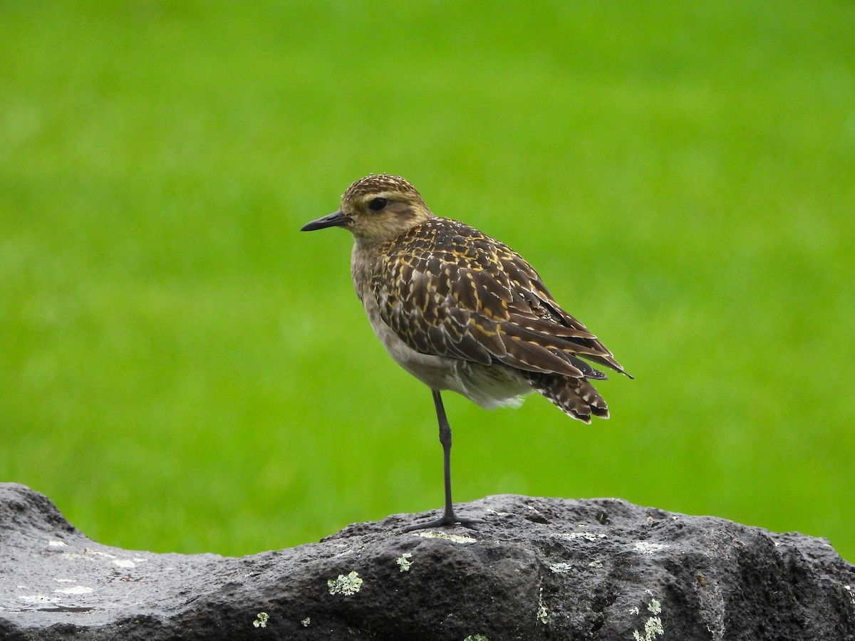 Pacific Golden-Plover - ML647109635