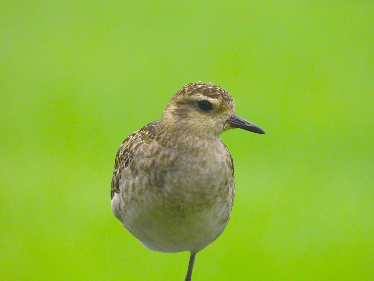 Pacific Golden-Plover - ML647109636