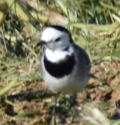 White Wagtail - ML647109643