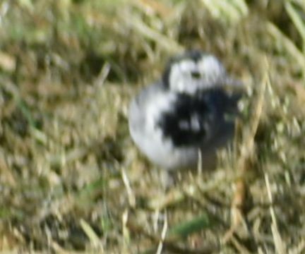 White Wagtail - ML647109644