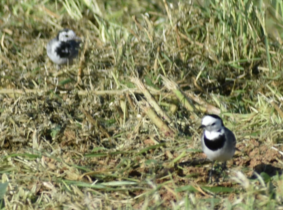 White Wagtail - ML647109645