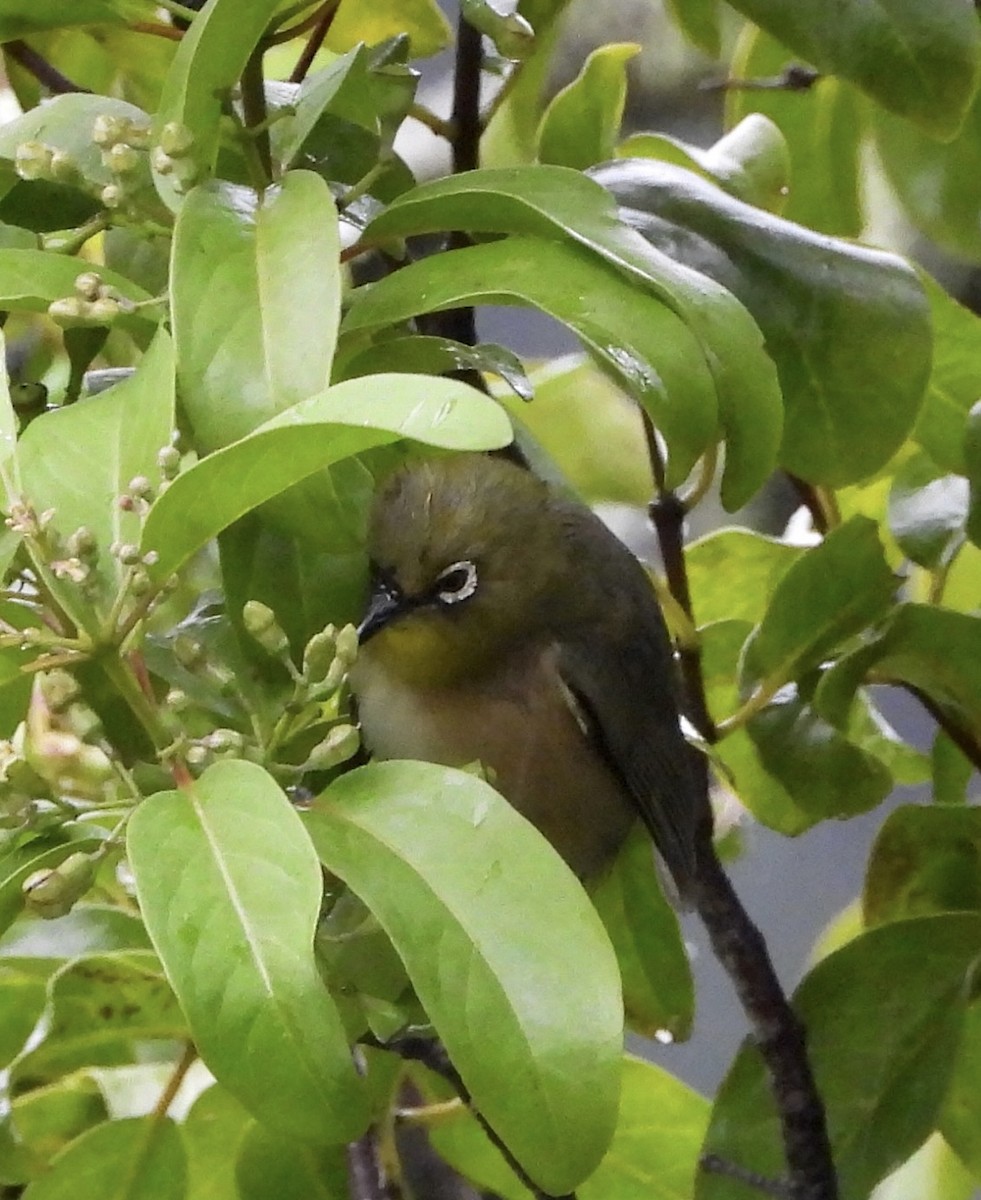 Warbling White-eye - ML647109648