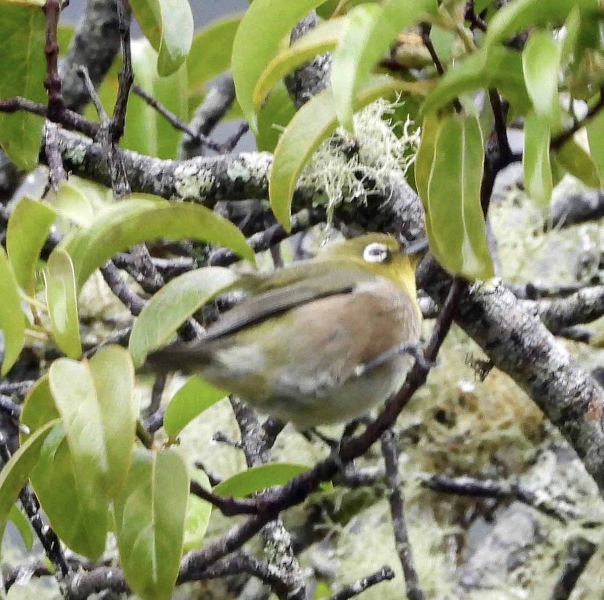 Warbling White-eye - ML647109649