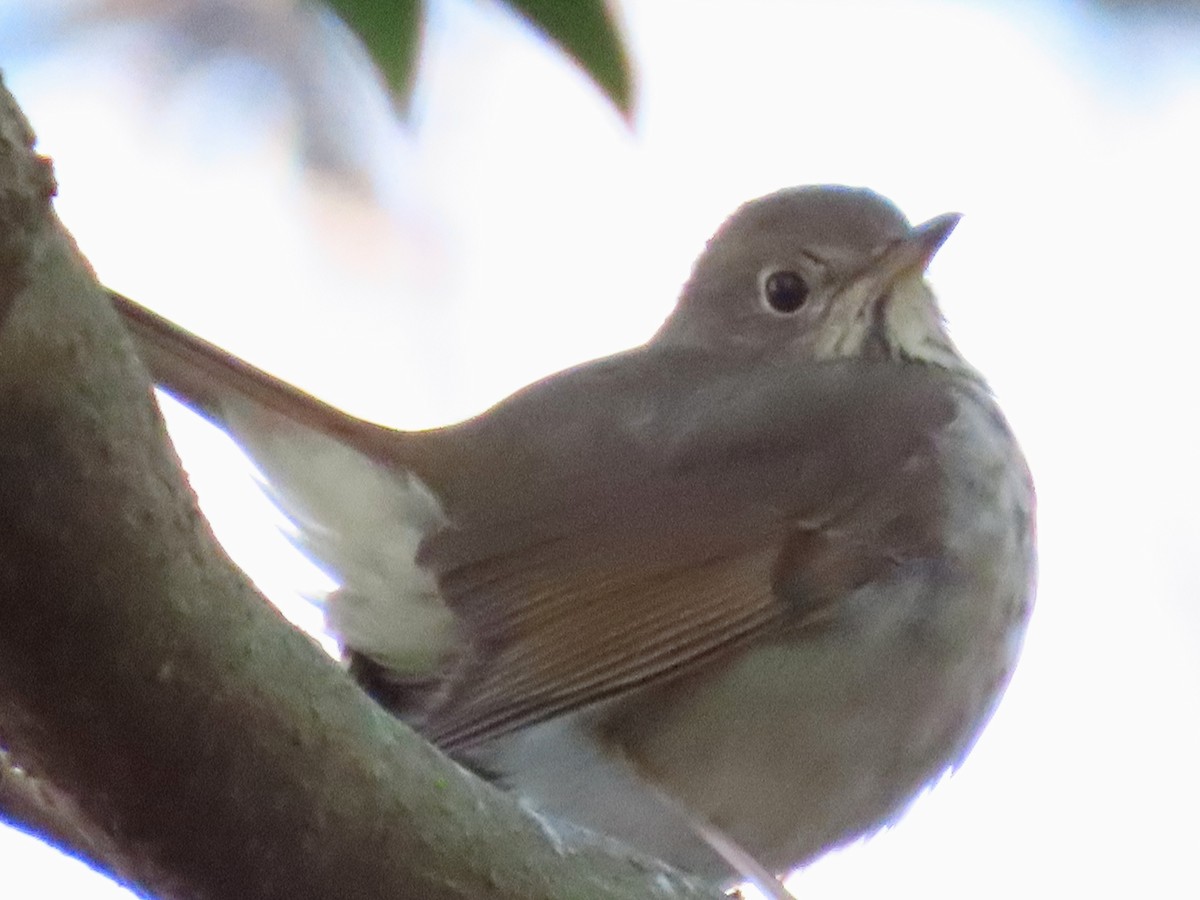 Zorzalito Colirrufo - ML647109650