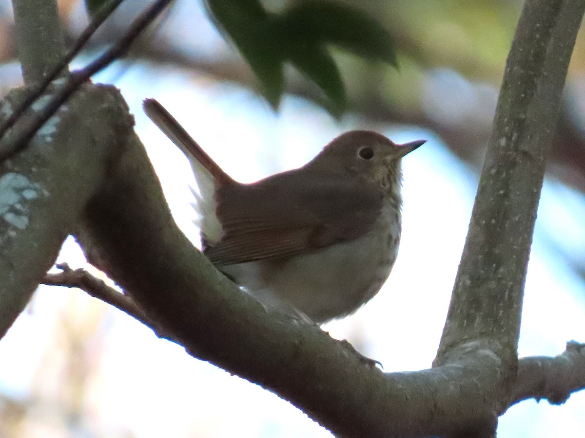 Zorzalito Colirrufo - ML647109651