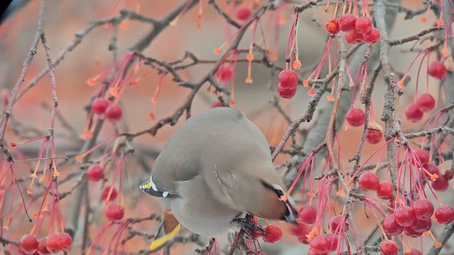 Свиристель - ML647109656