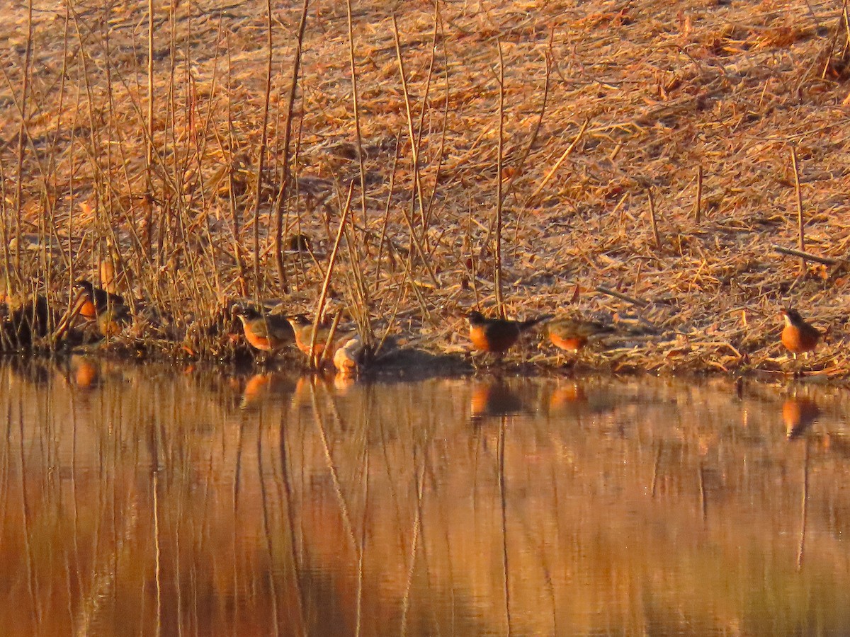 Merle d'Amérique - ML647109657