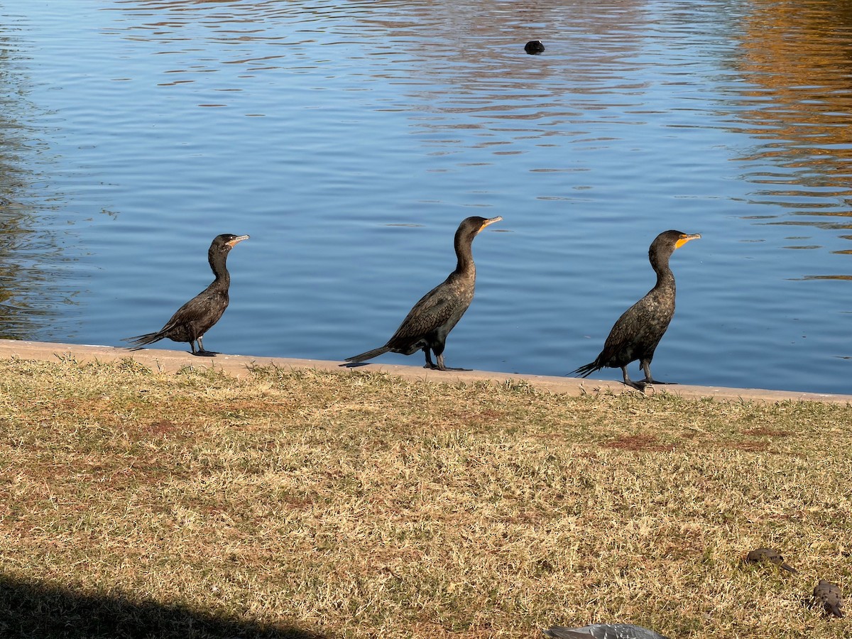 Double-crested Cormorant - ML647109674
