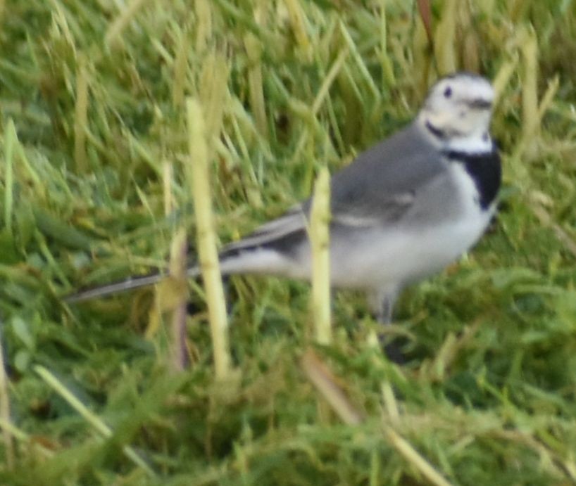 White Wagtail - ML647109676
