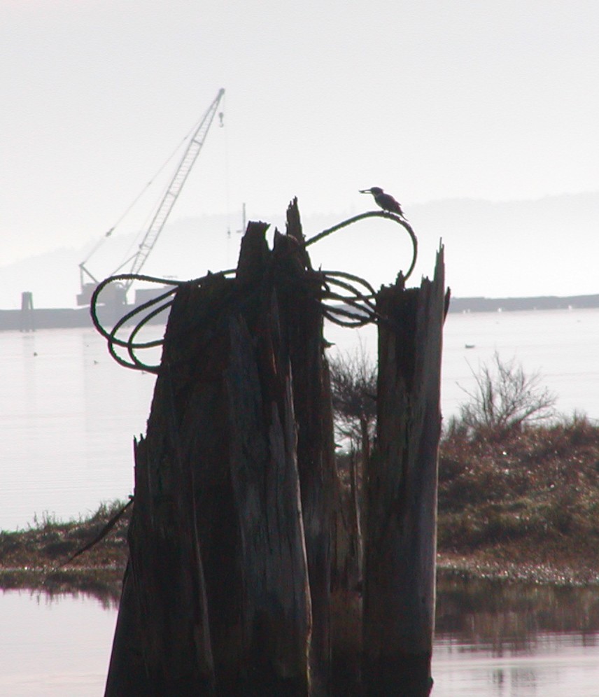 שלדג אמריקני - ML647109679