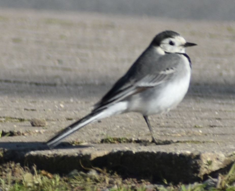 White Wagtail - ML647109682