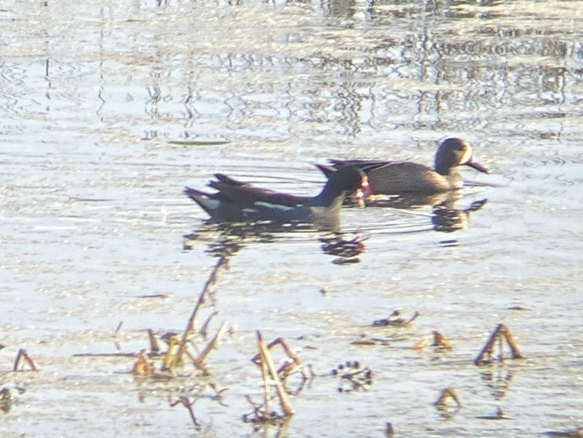 Курочка латиноамериканська - ML647109685