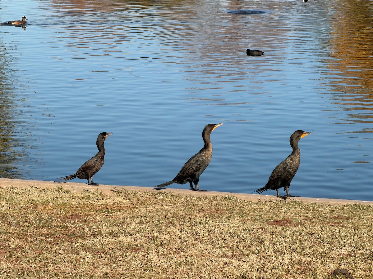 Neotropic Cormorant - ML647109689