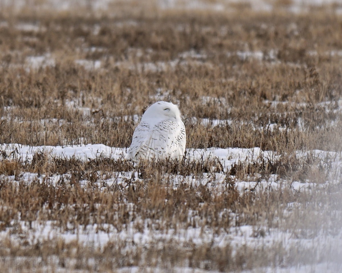 Snowy Owl - ML647109694
