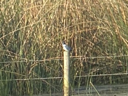 שלדג אמריקני - ML647109695