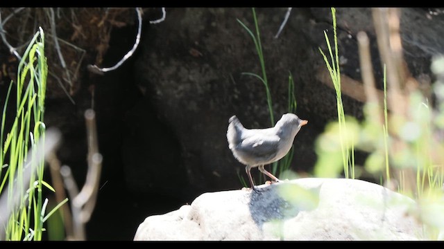 American Dipper - ML647109697