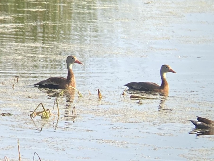 Black-bellied Whistling-Duck - ML647109698