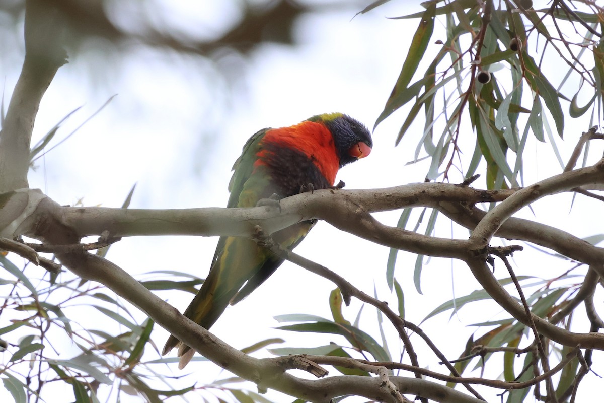 Rainbow Lorikeet - ML647109700