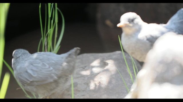 American Dipper - ML647109703