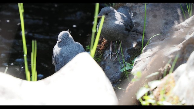 American Dipper - ML647109704