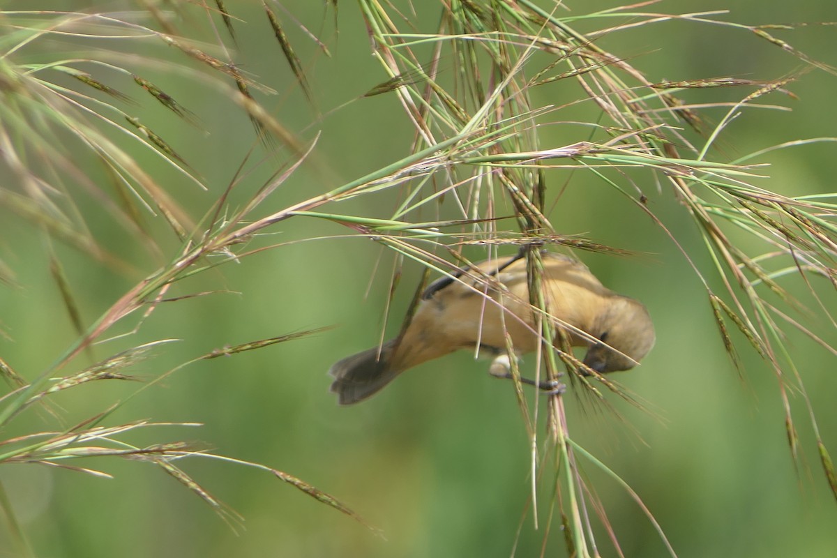 Morelet's Seedeater - ML647109714